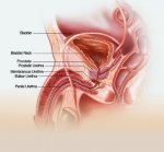 Introducing Urethra diseases